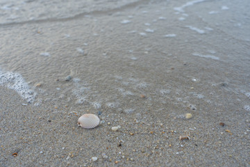 Sea shell on the sand