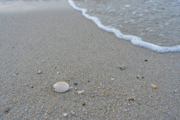 Sea shell on the sand