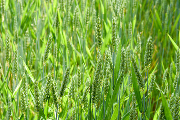 Green grass plants as background 