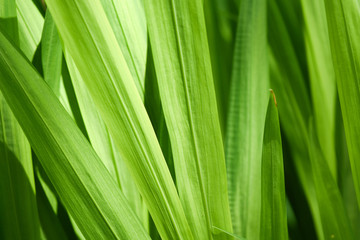 Fototapeta premium Green grass plants as background 