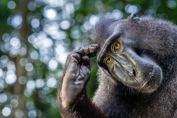 The Celebes crested macaque. Close up portrait.  Crested black macaque, Sulawesi crested macaque, or the black ape. Natural habitat. Sulawesi. Indonesia.