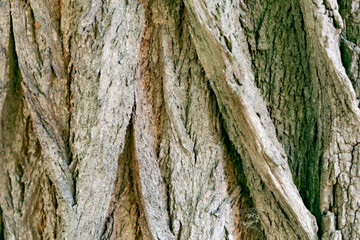 A fragment of the bark of the acacia tree