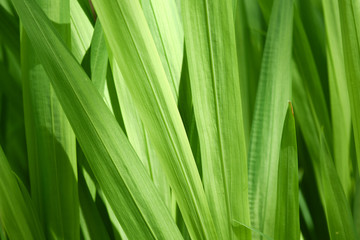 Grüne Gräser