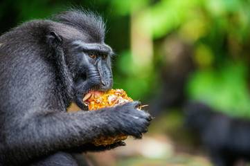 The Celebes crested macaque eating pineapple.  Crested black macaque, Sulawesi crested macaque, or the black ape. Natural habitat. Sulawesi Island. Indonesia.