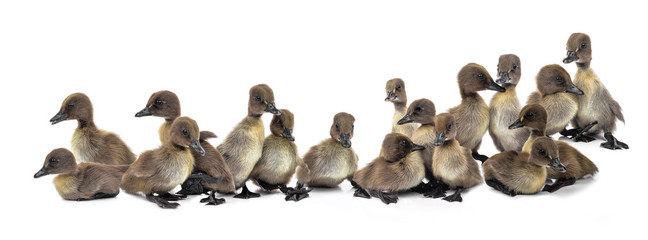 Fototapeta premium Duckling isolated on white