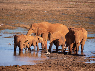 Elephants at waterhole in Tsavo East National Park, Kenya