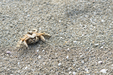 dead crab on a sandy beach. concept of nature, aquatic animal life