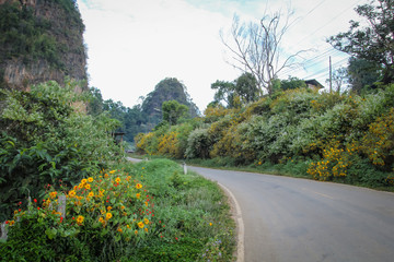 Road on mountain has beautiful flowers along the way ,The place is Japo Village. Pang Mapha District Mae Hong Son Province , Northern Thailand