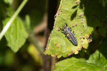 Ladybug Larvae. Second Stage.