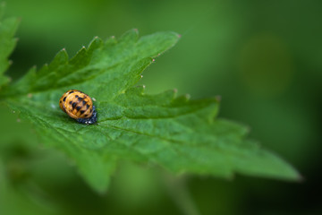 Ladybug Larvae. Third Stage.