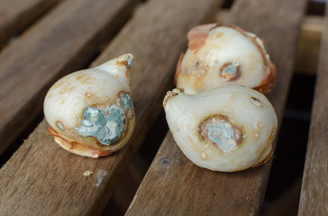 Moldy Tulip Bulbs. Flower bulbs spoiled with fungus. Close up. .