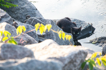 At the bottom of the gray stones sits a black cat and drinks water from a river pond. The water is dark, fish swim in it, the cat is waiting in ambush. 