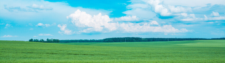 Fototapeta premium green field and blue sky with clouds