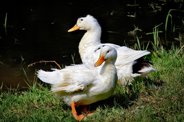 Ducks