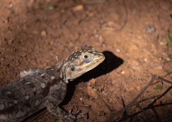 Agama Lizard in Easterb Afica