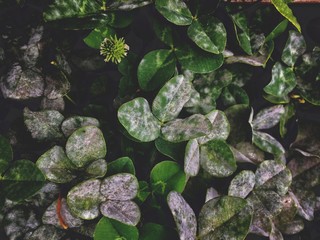 white clover, clover morning early on a rainy day
