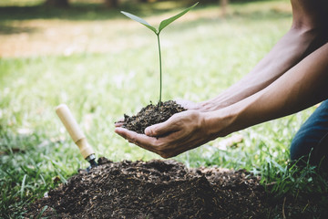 Planting a tree, Two hands of young man were planting the seedlings and tree growing into soil while working in the garden as save the world, earth day, nature, environment and ecology concept