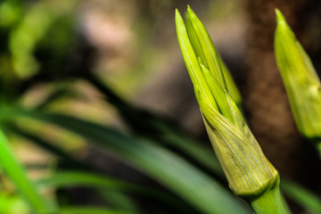 Lobster-claws or heliconia Tropical flowers