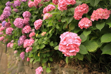 Fototapeta premium 飛鳥山公園の紫陽花