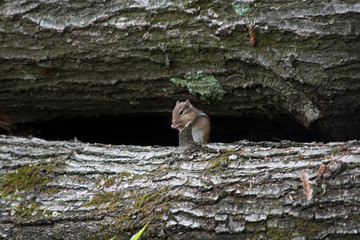 Eastern Chipmunk