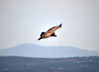 buitre leonado