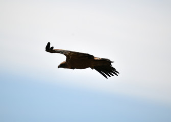 vulture