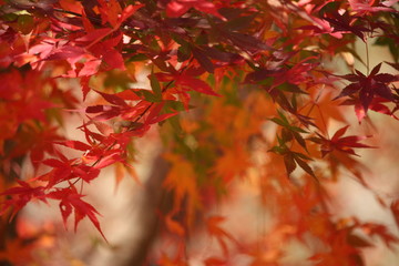 紅葉