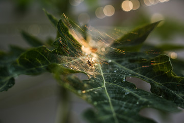 Small spider weaving web on a leaf at early morning during monsoon