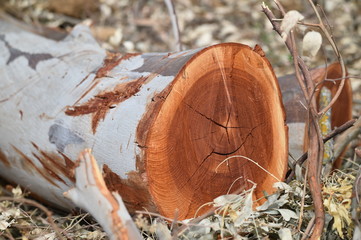 tronco de arbol viejo