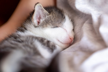 Baby cat sleeping