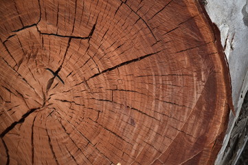 tronco de arbol viejo