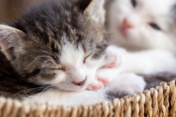 Naklejka na ściany i meble Kittens sleeping in a wicker basket