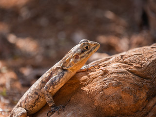 Agama Lizard in Easterb Afica