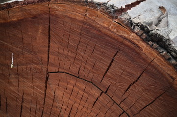 madera de arbol