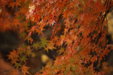 紅葉
