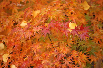 紅葉