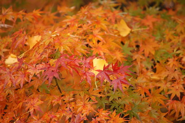 紅葉