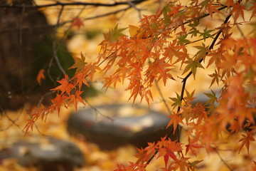 紅葉