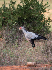 Secretary Bird in Tsavo East National Park, Kenya