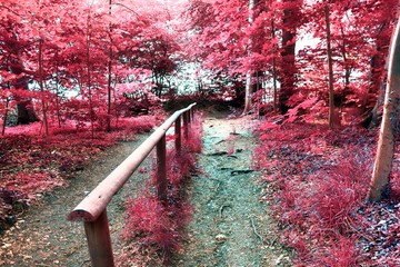 Beautiful fantasy infrared views into a mystery purple forest