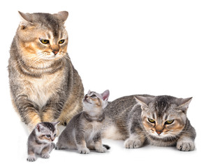 cat isolated on a white background