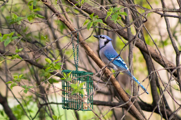 Bluejay