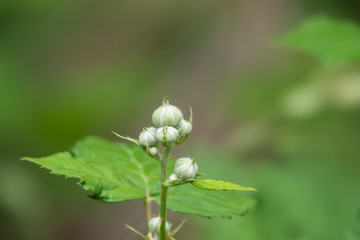 Blackberry Flower Buds in Springtime