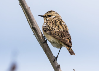 	whinchat
