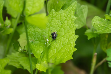 Cabbage Bug on Leaf in Springtime