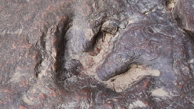 Dinosaur footprints Amphoe Na Khu in Kalasin province, Thailand.