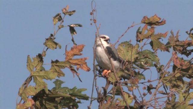 Black winged kite on a branch in hula valley Isael