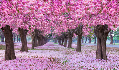 Pink trumpet tree with pink flower blooming tunnel on the morning.