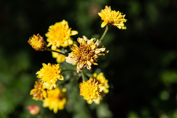 Dry yellow flower close up view