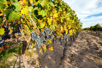 Grape Plantation The State Mendoza